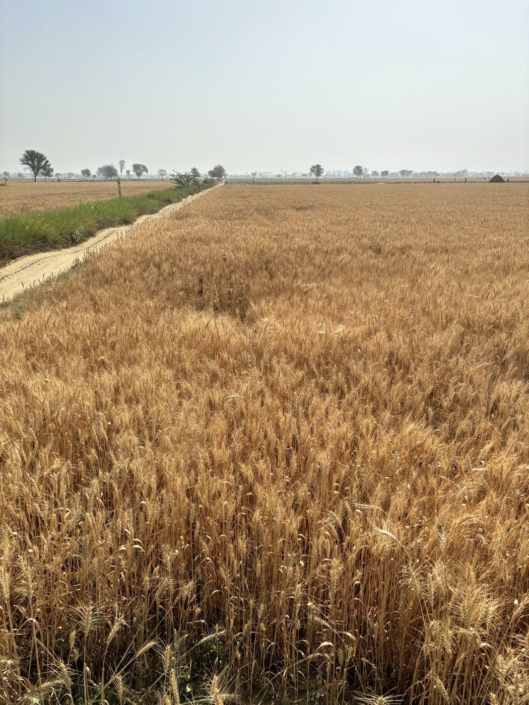 The wheat field at Hudithal, golden and ready for harvest