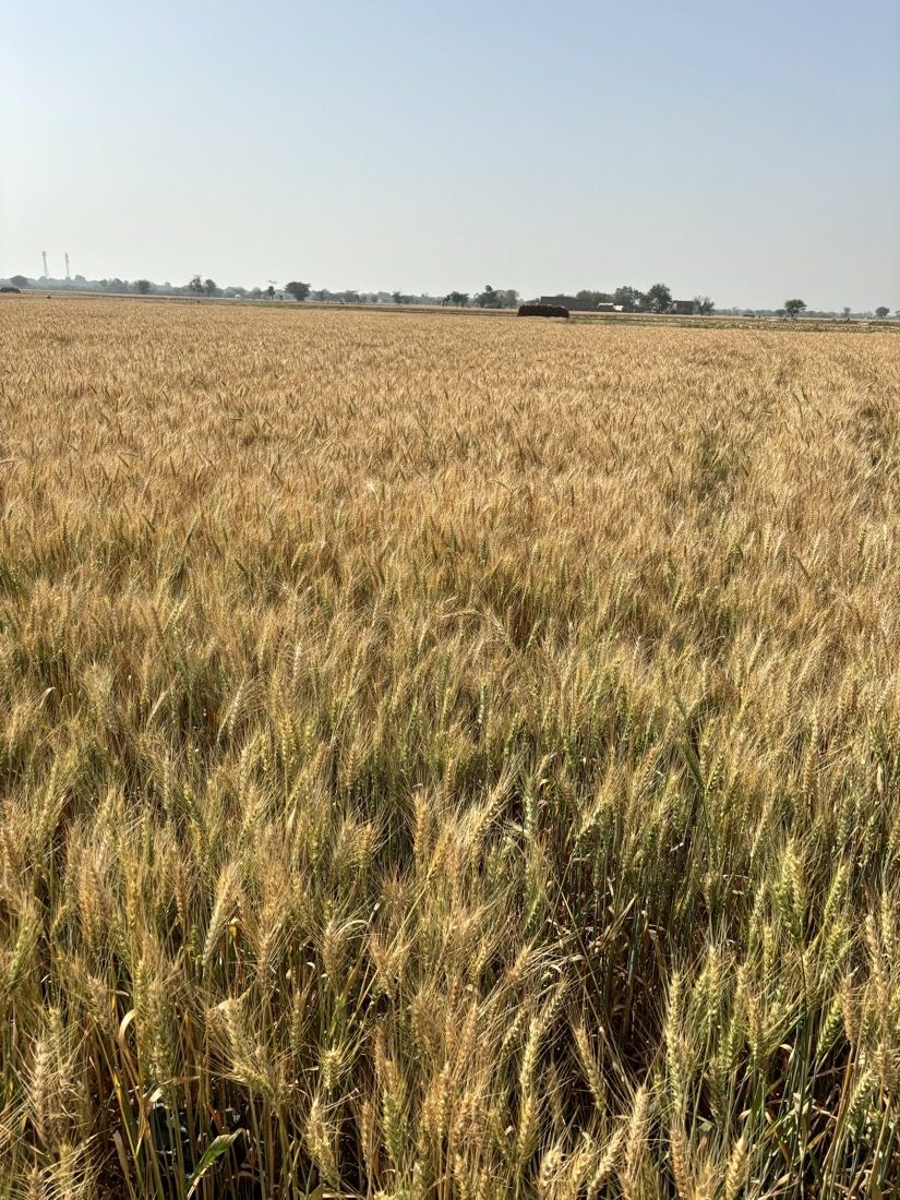 Wheat ears ripening on the Hajari Farms field, April 2026